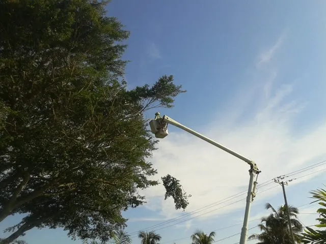 Top-rated lawn care service with custom design in Port Salerno, FL by Community Tree & Landscape Service