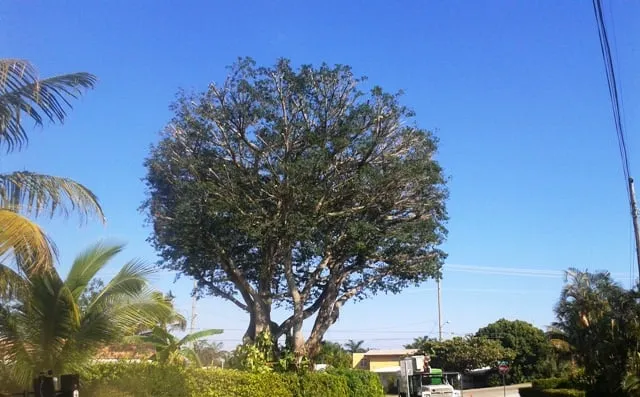 Trusted landscape installation in Port Salerno, FL by Community Tree & Landscape Service