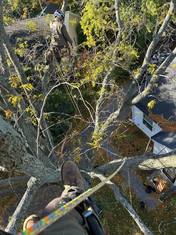 Custom residential landscaping experts serving Madison, WI - Community Tree Care