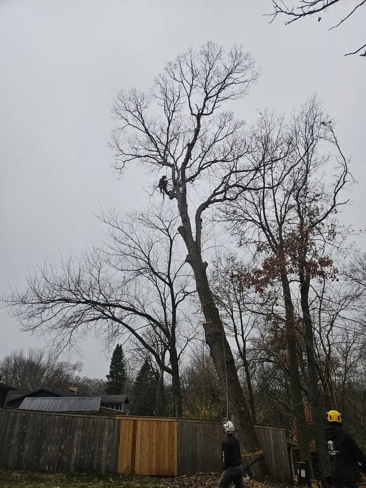 Affordable residential landscaping for homes across Madison, WI - Community Tree Care