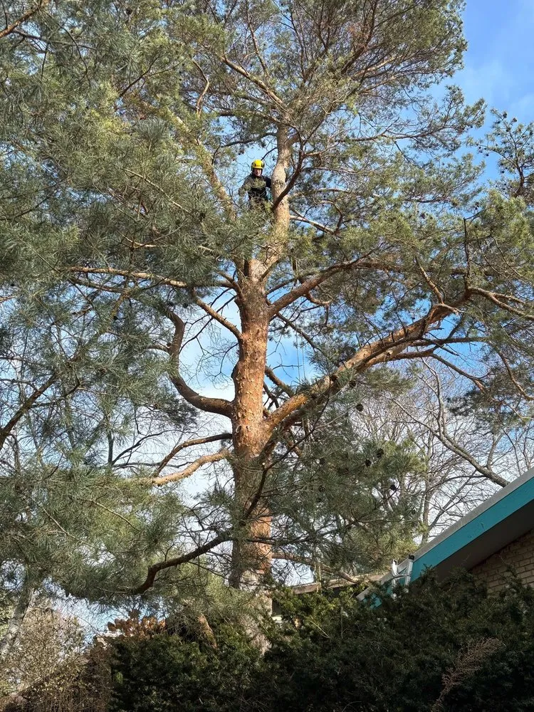 Trusted yard maintenance near you across Madison, WI - Community Tree Care