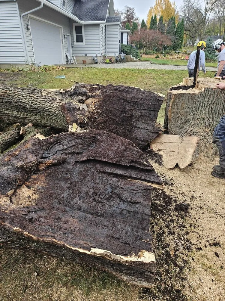 Custom outdoor landscaping for homes across Madison, WI - Community Tree Care