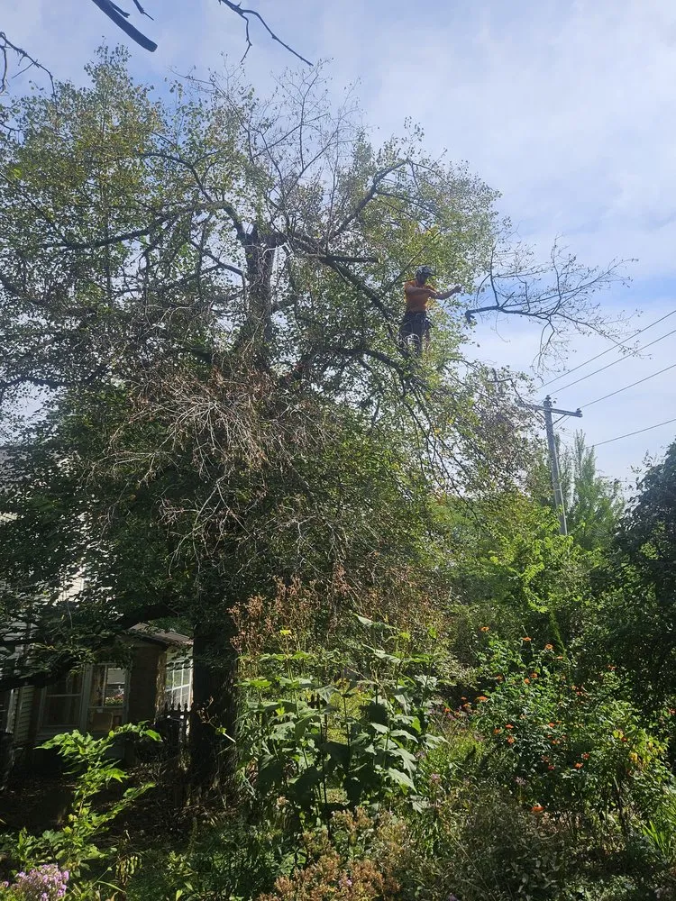 Affordable residential landscaping for residential properties across Madison, WI - Community Tree Care