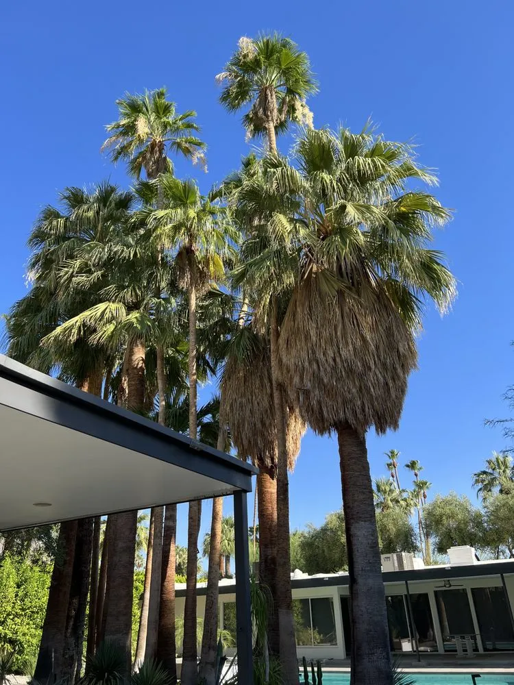 Local yard maintenance for outdoor upgrades across Palm Springs, CA - Competition Green Landscape