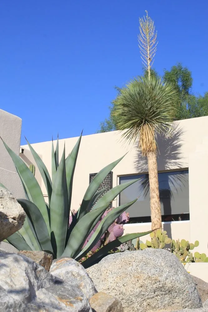 Professional yard maintenance for residential properties across Palm Springs, CA - Competition Green Landscape
