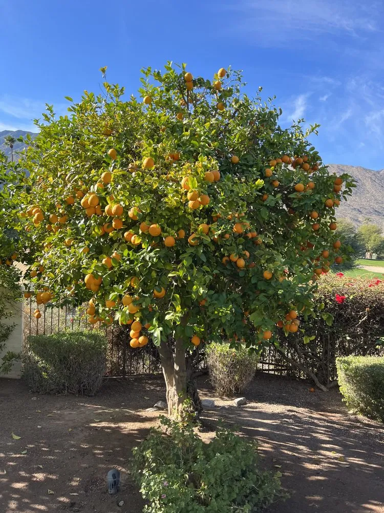 Expert yard cleanup service experts serving Palm Springs, CA - Competition Green Landscape