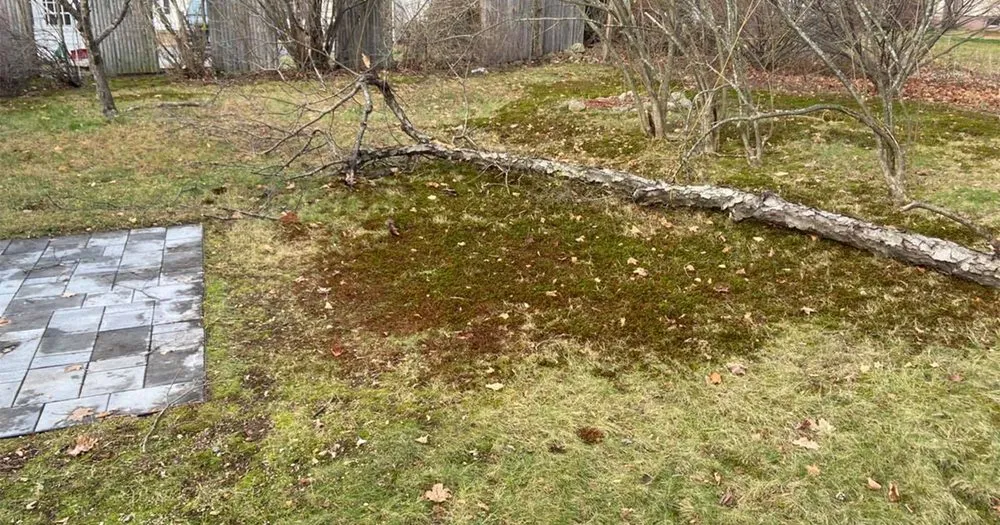 Professional yard cleanup service experts serving Laconia, NH - Complete Cleanouts & Property Services