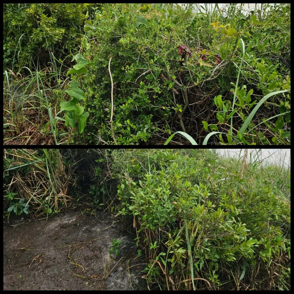 Professional yard maintenance experts serving Panama City Beach, FL - Complete Coastal Solutions