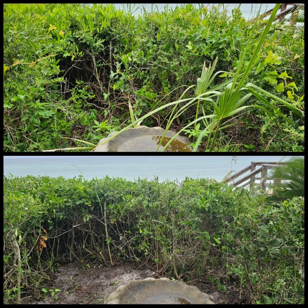 Affordable landscape installation in Panama City Beach, FL by Complete Coastal Solutions