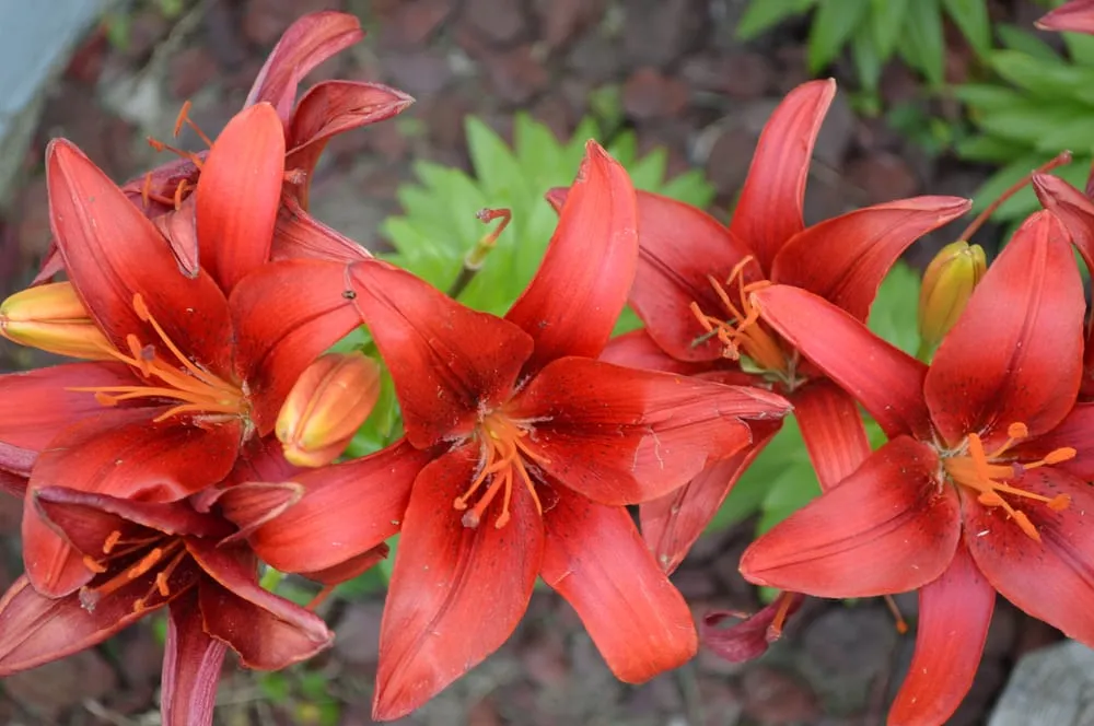 Affordable yard cleanup service with custom design in Cincinnati, OH by Complete Ground Solutions