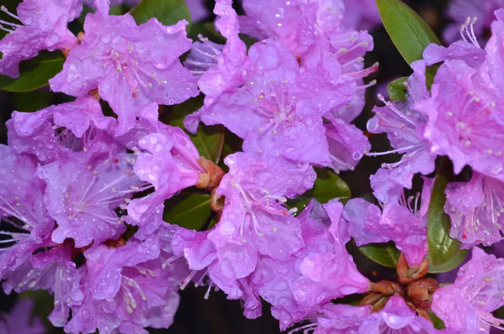 Local outdoor landscaping in Cincinnati, OH - Complete Ground Solutions