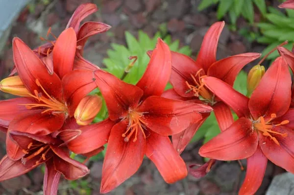 Complete Ground Solutions Logo