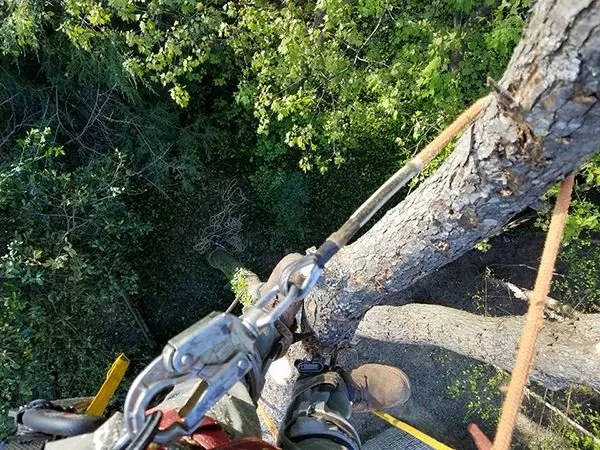 Professional landscape installation in Canton, GA by Complete Horticulture & Tree Service