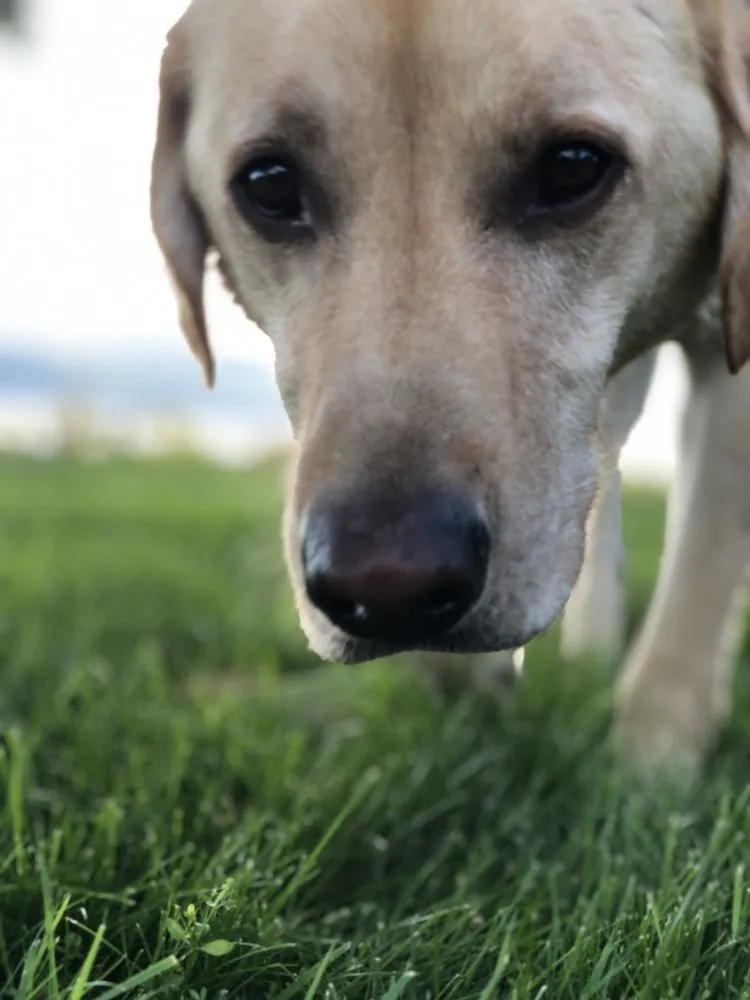 Expert garden landscaping in Wilmot, NH by Complete Land Organics