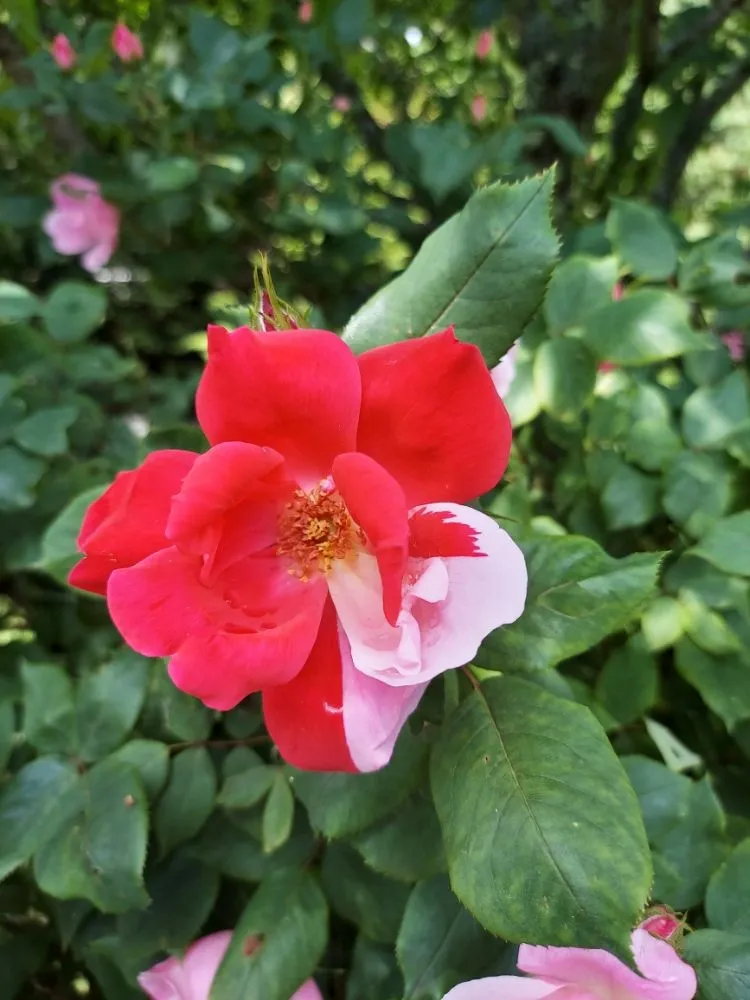 Local yard maintenance for beautiful yards in Newton, NH by Complete Landscape and Irrigation