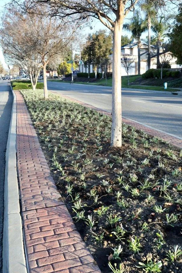 Trusted landscaping services in Whittier, CA by Complete Landscape Care