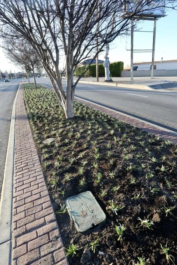 Local lawn mowing service in Whittier, CA - Complete Landscape Care