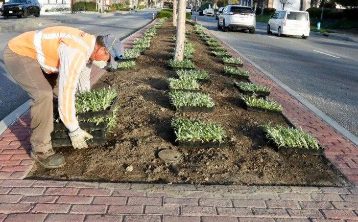 Trusted landscape installation in Whittier, CA - Complete Landscape Care