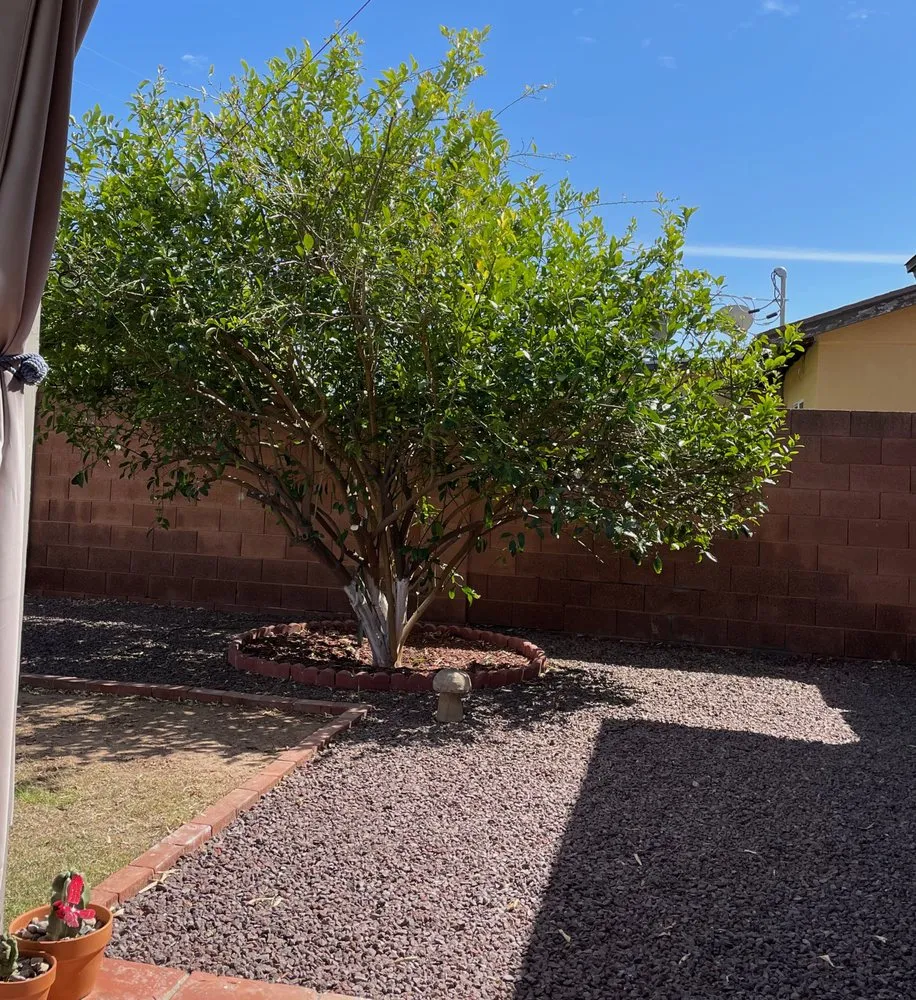 Local lawn care service experts serving Phoenix, AZ - Complete Landscape Management