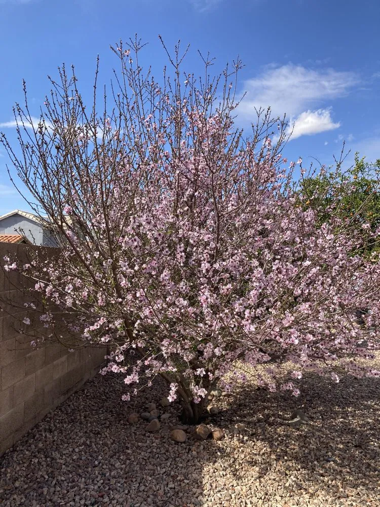 Top-rated landscape design in Phoenix, AZ - Complete Landscape Management