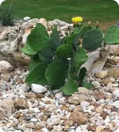 Top-rated yard maintenance in Pflugerville, TX by Complete Landscapes