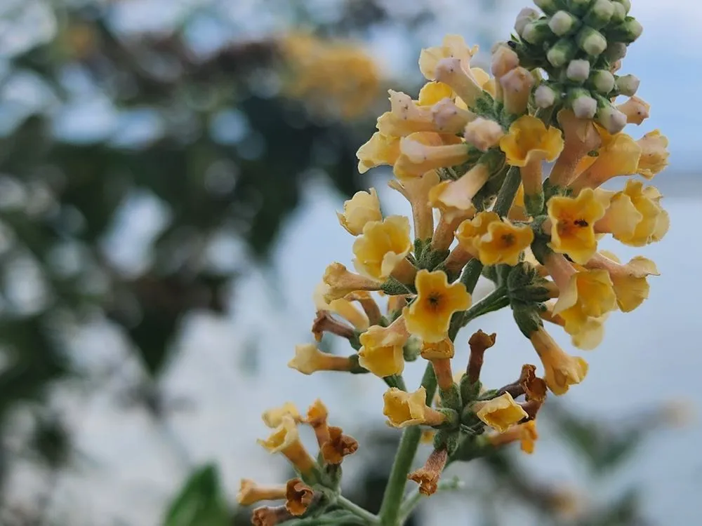 Local landscaping services experts serving Dadeville, AL - Complete Landscaping Solutions