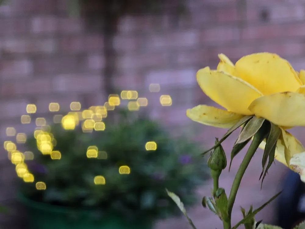 Top-rated lawn care service in Dadeville, AL by Complete Landscaping Solutions