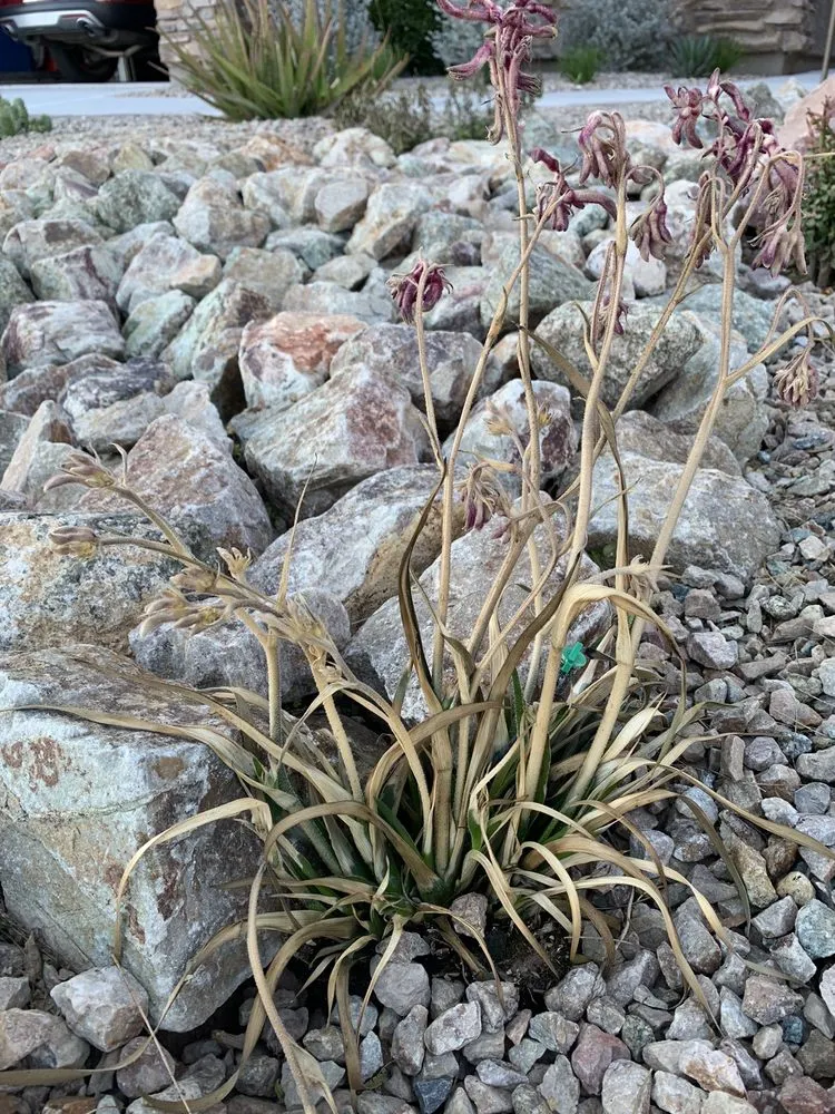 Trusted yard maintenance in Tucson, AZ by Complete Landscaping