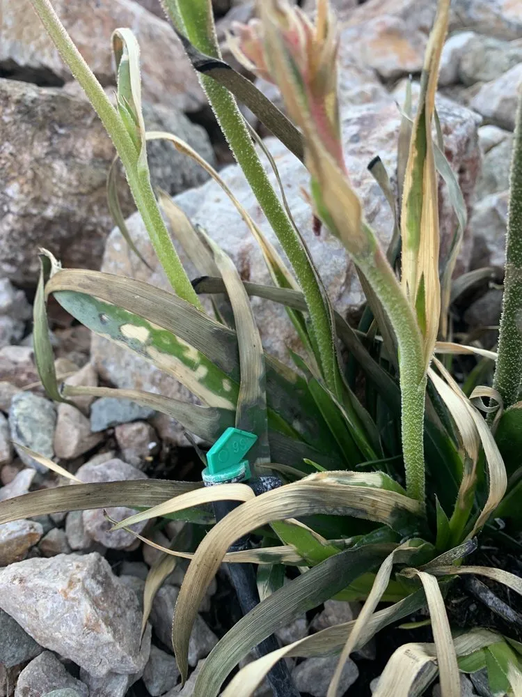 Reliable residential landscaping for year-round maintenance across Tucson, AZ - Complete Landscaping