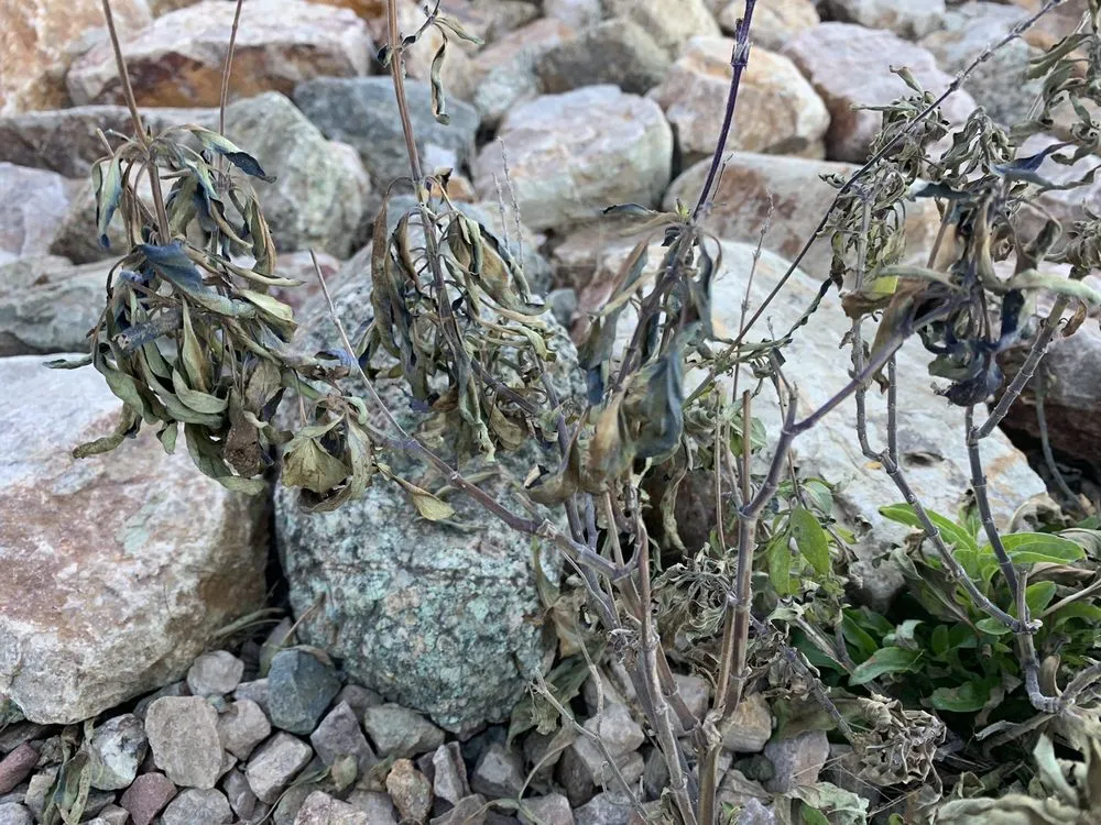 Trusted landscaping services in Tucson, AZ - Complete Landscaping