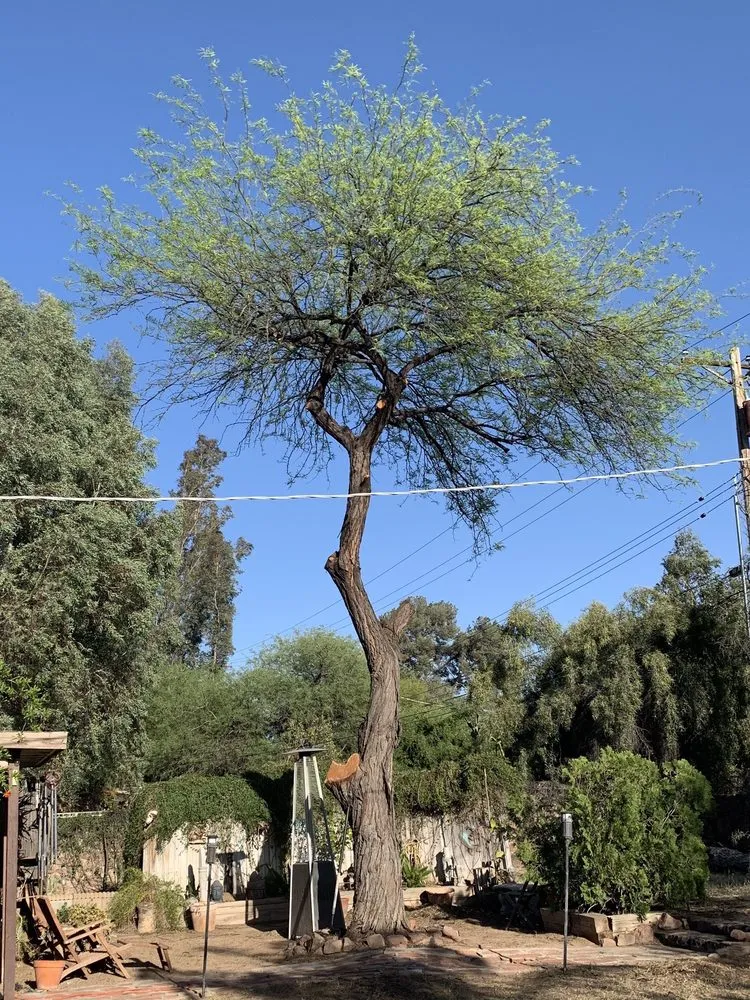 Expert garden landscaping in Tucson, AZ by Complete Landscaping