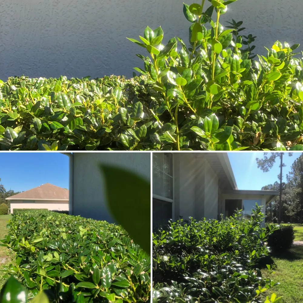 Professional landscape design in Ocala, FL - Complete Lawn & Land Services