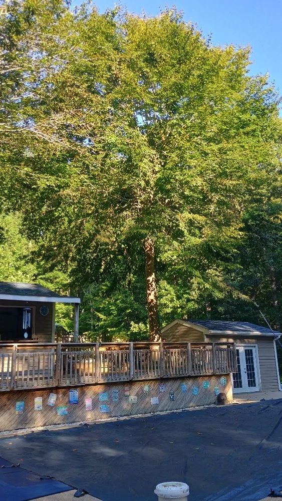 Expert yard maintenance experts serving Chesapeake Beach, MD - Complete Lawn and Tree Service