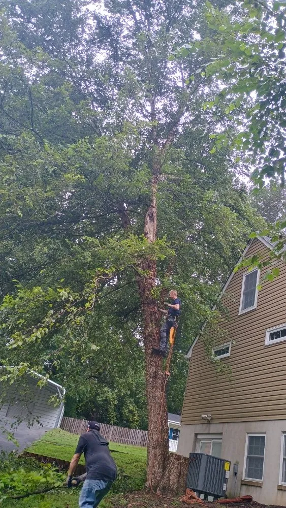 Expert residential landscaping in Chesapeake Beach, MD - Complete Lawn and Tree Service