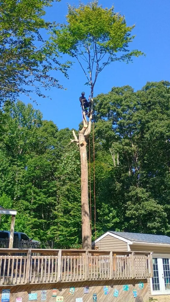 Affordable yard cleanup service in Chesapeake Beach, MD - Complete Lawn and Tree Service