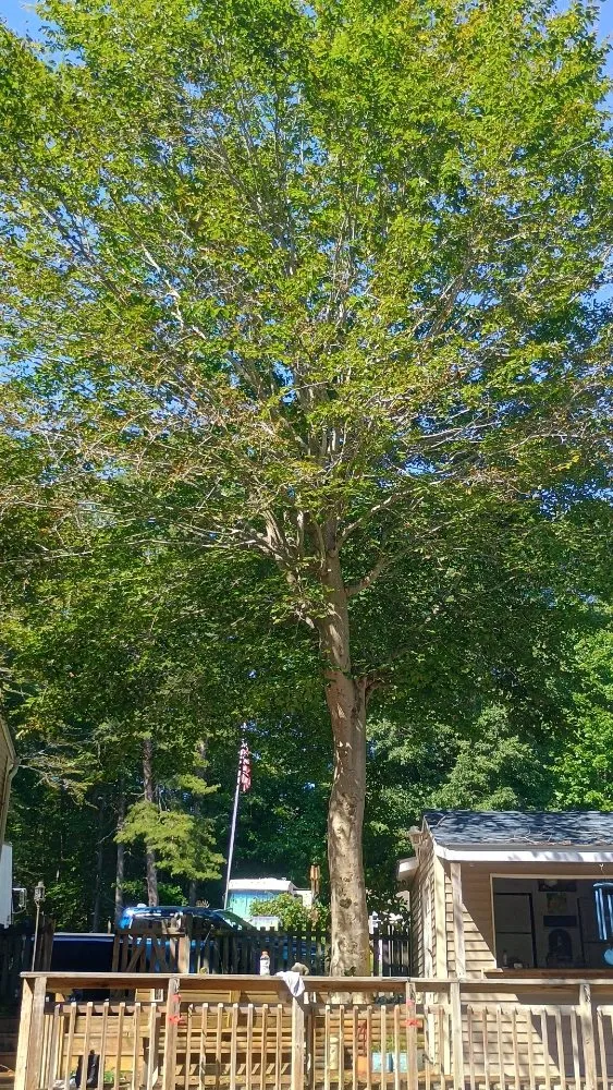 Trusted landscaping services for homes across Chesapeake Beach, MD - Complete Lawn and Tree Service