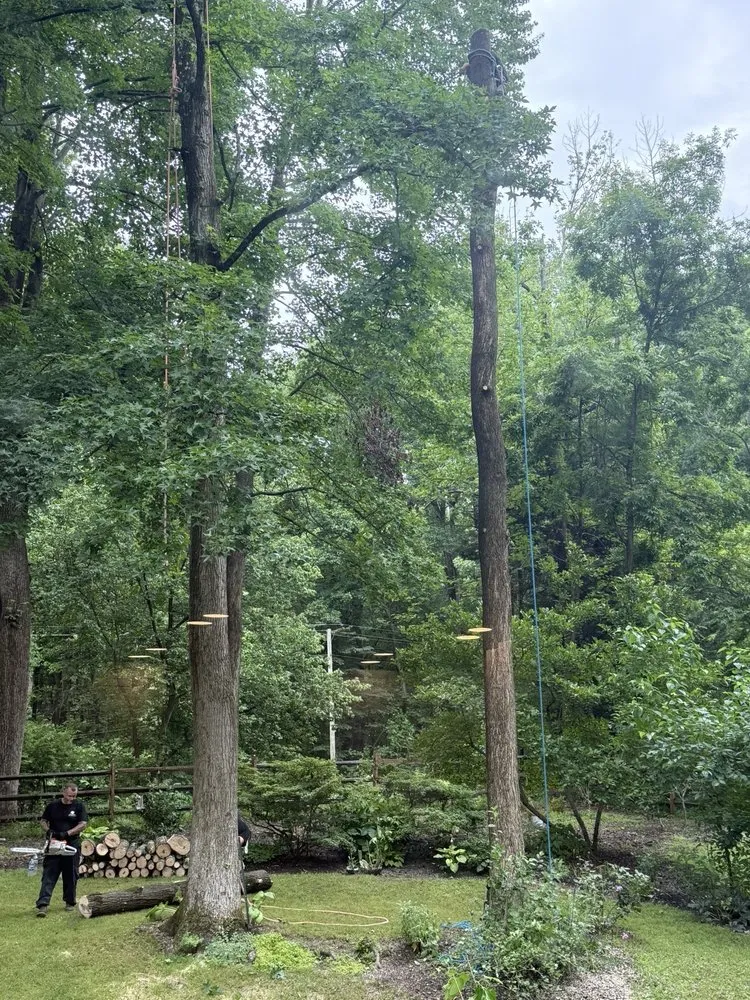 Trusted yard cleanup service experts serving Chesapeake Beach, MD - Complete Lawn and Tree Service