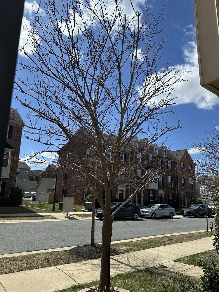 Expert landscape installation for residential properties in Chesapeake Beach, MD by Complete Lawn and Tree Service