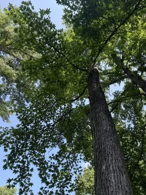 Complete Lawn and Tree Service