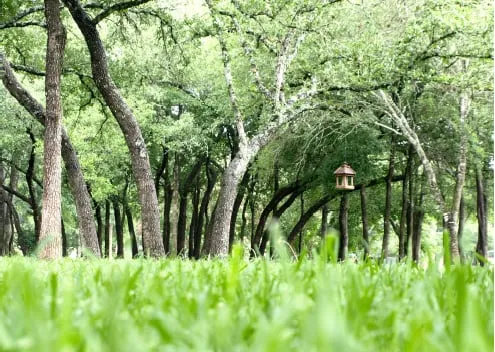 Expert landscape installation in Austin, TX by Complete Lawn Care