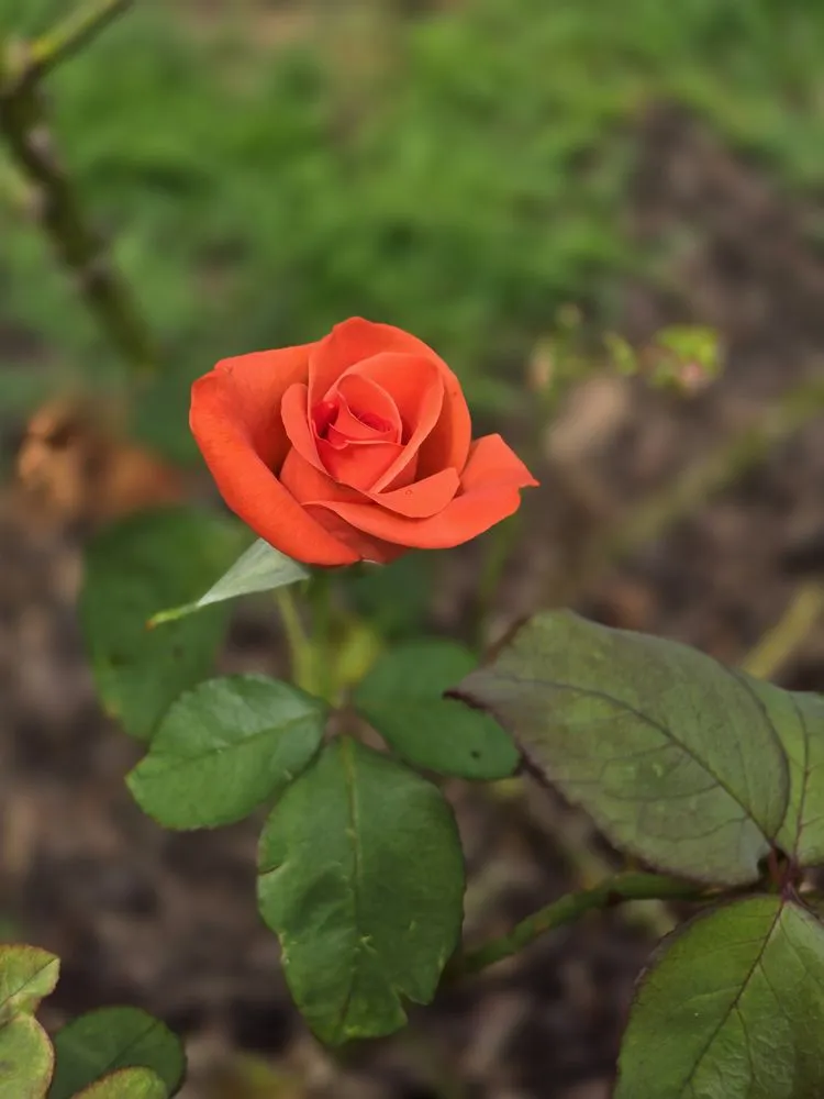 Trusted residential landscaping for homes across Cornelia, GA - Complete Lawn Care