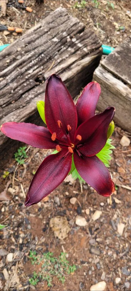 Affordable lawn mowing service for residential properties across Cornelia, GA - Complete Lawn Care