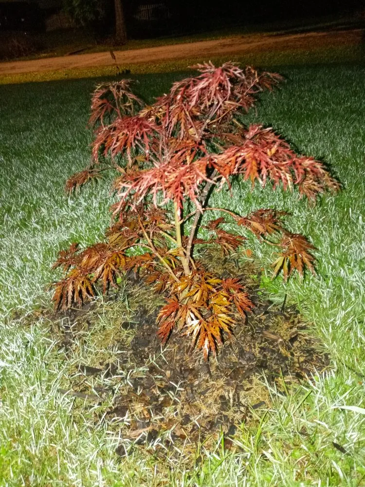 Top-rated residential landscaping experts serving Cornelia, GA - Complete Lawn Care