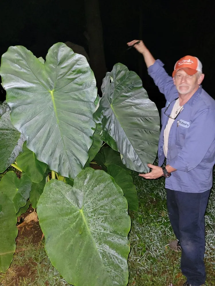 Local yard maintenance experts serving Cornelia, GA - Complete Lawn Care