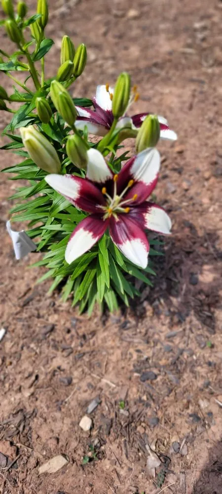 Local yard maintenance for residential properties in Cornelia, GA by Complete Lawn Care