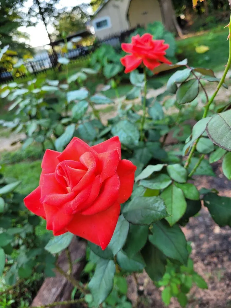 Expert lawn care service in Cornelia, GA by Complete Lawn Care