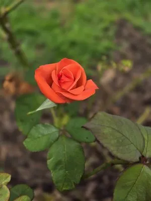 Complete Lawn Care Logo