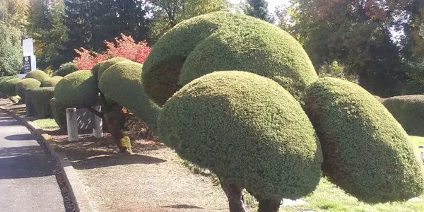 Complete Lawn Care Logo