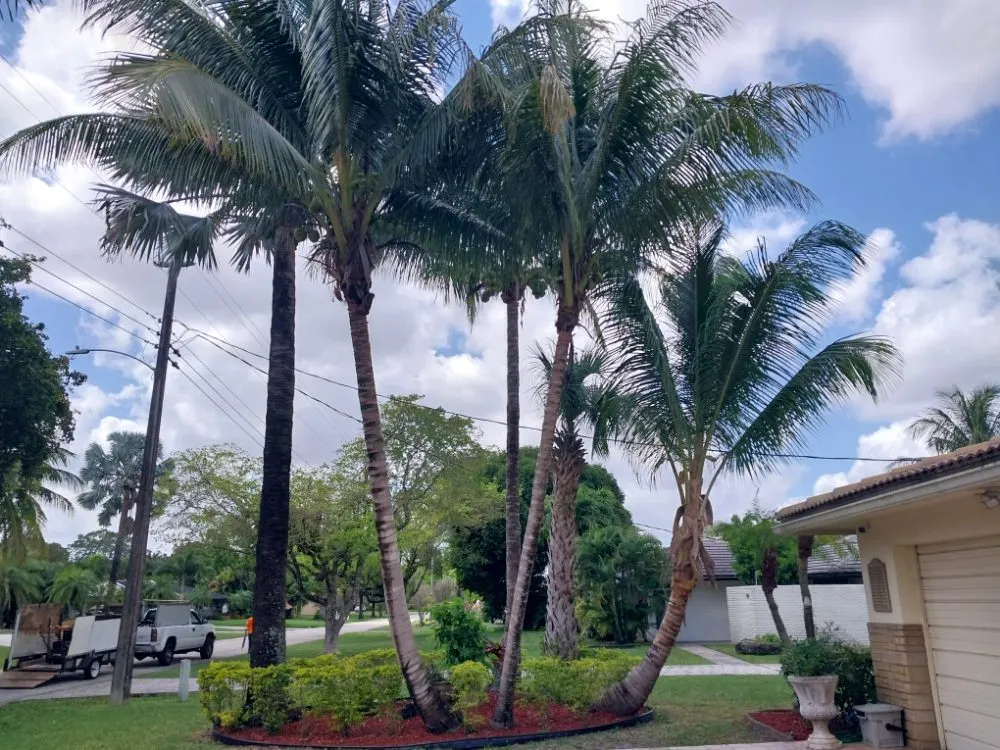 Expert lawn mowing service for homes in Pompano Beach, FL by Complete Lawn Care Service