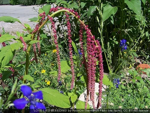 Top-rated landscape design in Springdale, AR - Complete Lawn Care